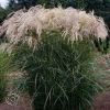 Miscanthus Cascade